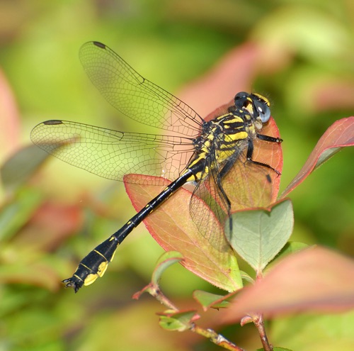 Male
2008_04_13_FL